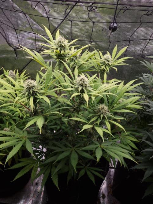 Living soil MultiGrow 3. Runde. Week 14 - Tag104 AMG 