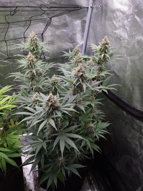 Living soil MultiGrow 3. Runde. Week 14 - Tag104 SS