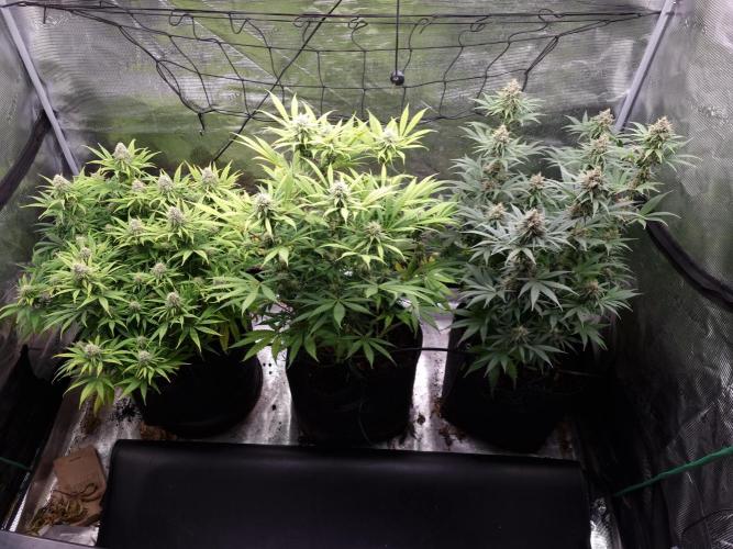 Living soil MultiGrow 3. Runde. Week 14 - Tag104 Grp.