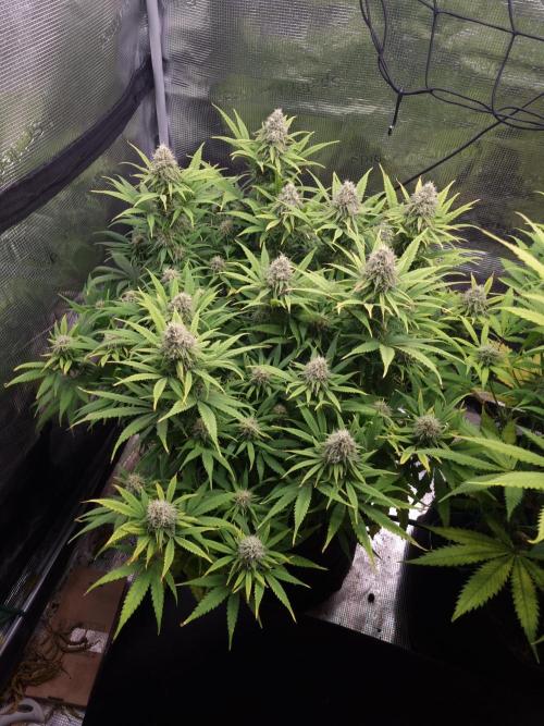 Living soil MultiGrow 3. Runde. Week 15 - Tag106 GM