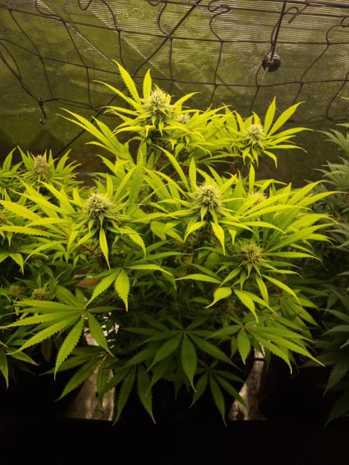 Living soil MultiGrow 3. Runde. Week 15 - Tag106 AMG