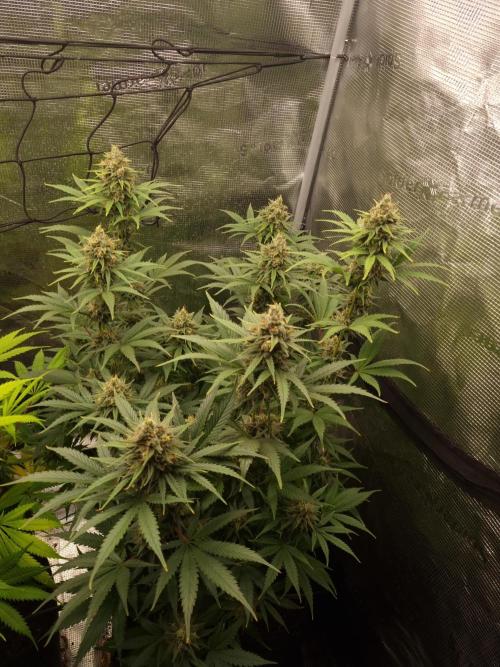 Living soil MultiGrow 3. Runde. Week 15 - Tag106 SS