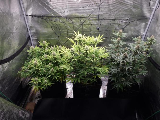 Living soil MultiGrow 3. Runde. Week 15 - Tag106 Grp