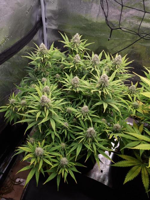 Living soil MultiGrow 3. Runde. Week 15 - Tag107 GM