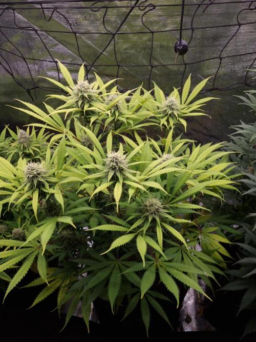 Living soil MultiGrow 3. Runde. Week 15 - Tag107 AMG