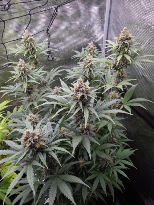 Living soil MultiGrow 3. Runde. Week 15 - Tag107 SS