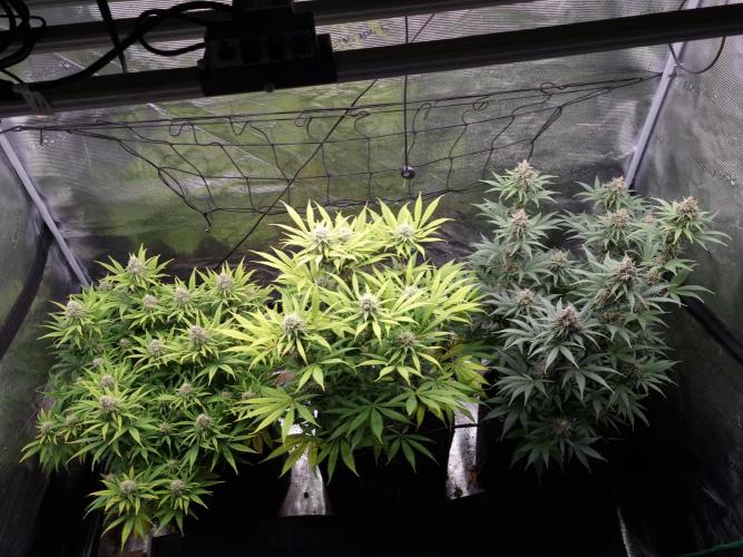 Living soil MultiGrow 3. Runde. Week 15 - Tag107 Grp