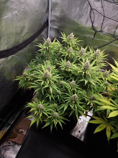 Living soil MultiGrow 3. Runde. Week 15 - Tag108 GM