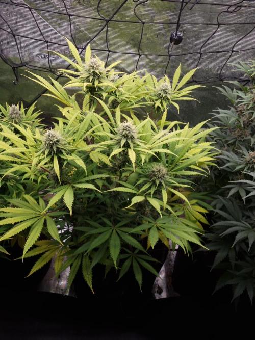 Living soil MultiGrow 3. Runde. Week 15 - Tag108 AMG