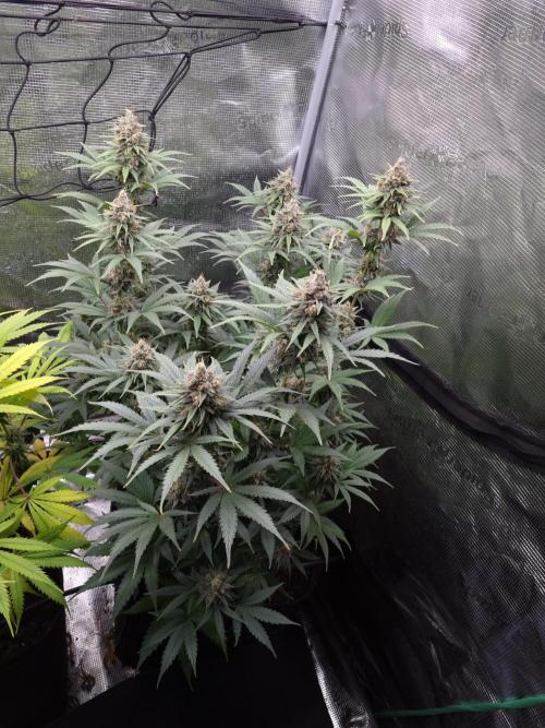 Living soil MultiGrow 3. Runde. Week 15 - Tag108 SS