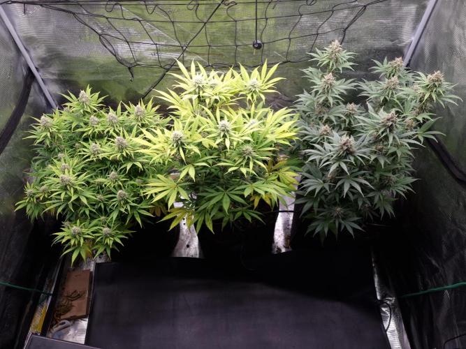 Living soil MultiGrow 3. Runde. Week 15 - Tag108 Grp