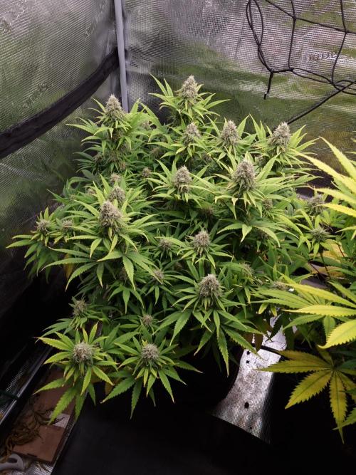 Living soil MultiGrow 3. Runde. Week 15 - Tag109 GM 