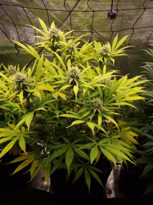 Living soil MultiGrow 3. Runde. Week 15 - Tag109 AMG