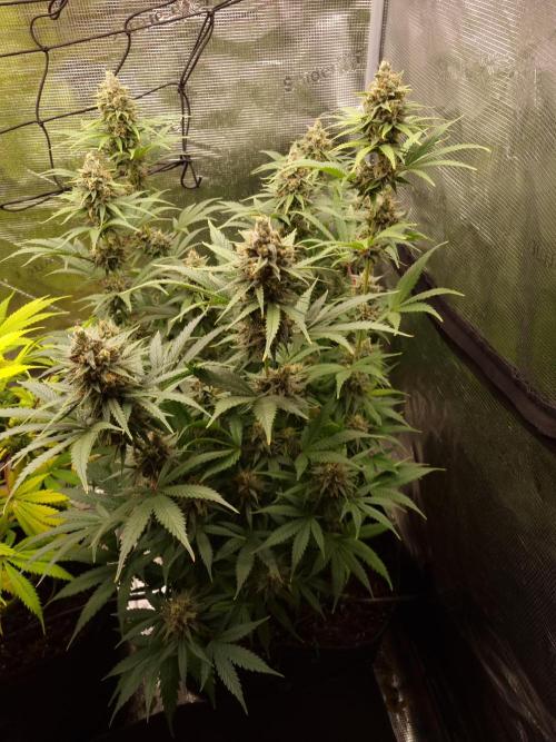 Living soil MultiGrow 3. Runde. Week 15 - Tag109 SS