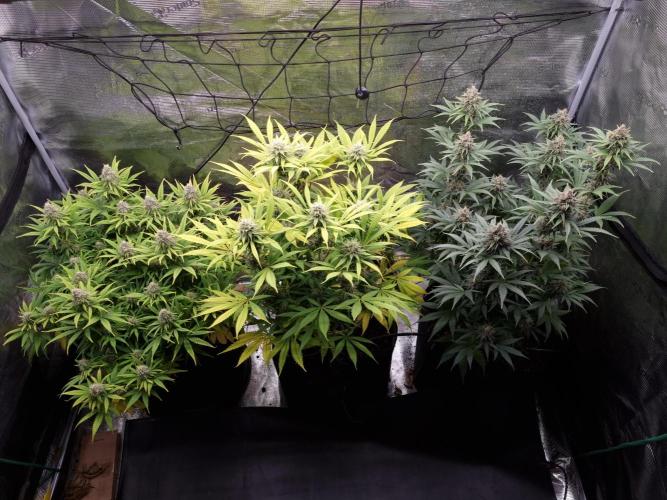 Living soil MultiGrow 3. Runde. Week 15 - Tag109 Grp