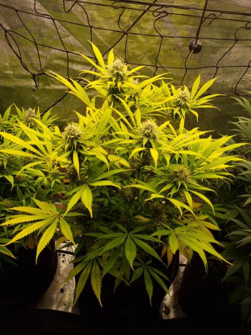 Living soil MultiGrow 3. Runde. Week 15 - Tag110 AMG