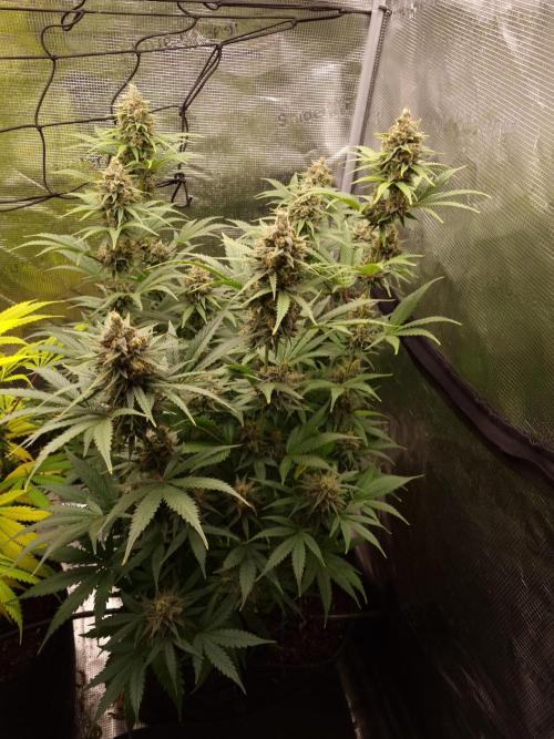 Living soil MultiGrow 3. Runde. Week 15 - Tag110 SS