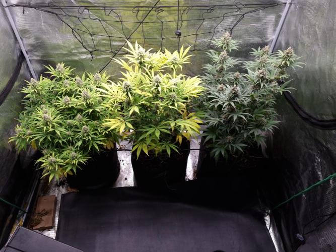 Living soil MultiGrow 3. Runde. Week 15 - Tag110 Grp