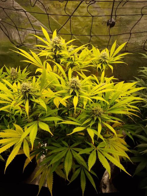 Living soil MultiGrow 3. Runde. Week 15 - Tag111 AMG