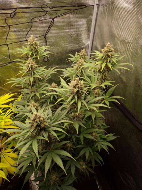 Living soil MultiGrow 3. Runde. Week 15 - Tag111 SS