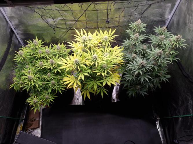 Living soil MultiGrow 3. Runde. Week 15 - Tag111 Grp