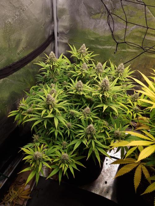 Living soil MultiGrow 3. Runde. Week 15 - Tag112 GM