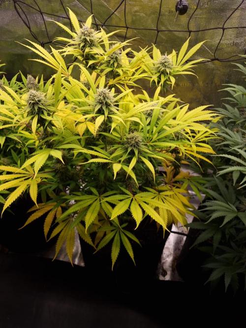 Living soil MultiGrow 3. Runde. Week 15 - Tag112 AMG