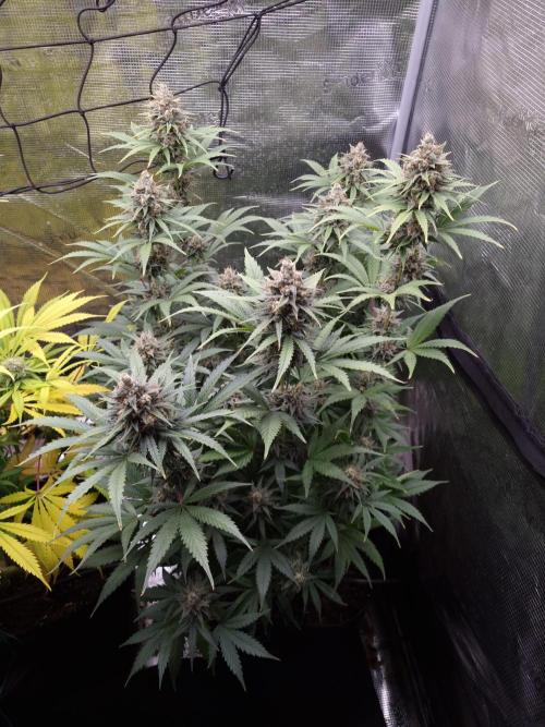 Living soil MultiGrow 3. Runde. Week 15 - Tag112 SS