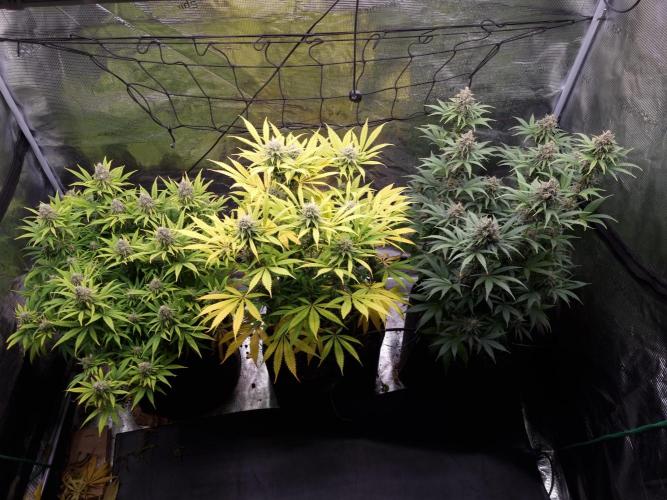 Living soil MultiGrow 3. Runde. Week 15 - Tag112 Grp