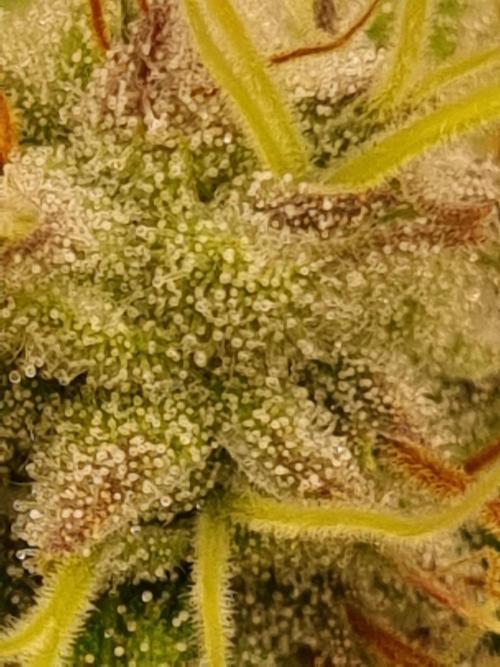 Living soil MultiGrow 3. Runde. Week 15 - Tag112 AMG