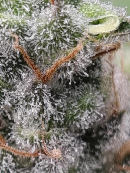 Living soil MultiGrow 3. Runde. Week 15 - Tag112 SS