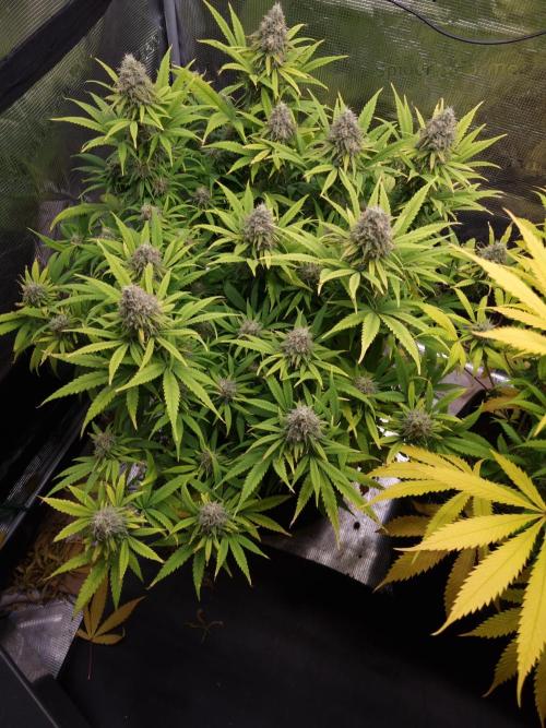 Living soil MultiGrow 3. Runde. Week 16 - Tag113 GM