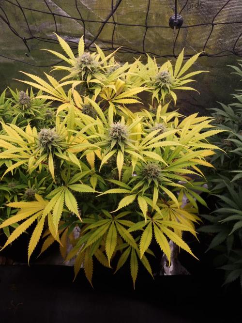 Living soil MultiGrow 3. Runde. Week 16 - Tag113 AMG