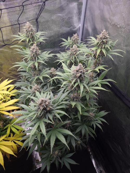 Living soil MultiGrow 3. Runde. Week 16 - Tag113 SS