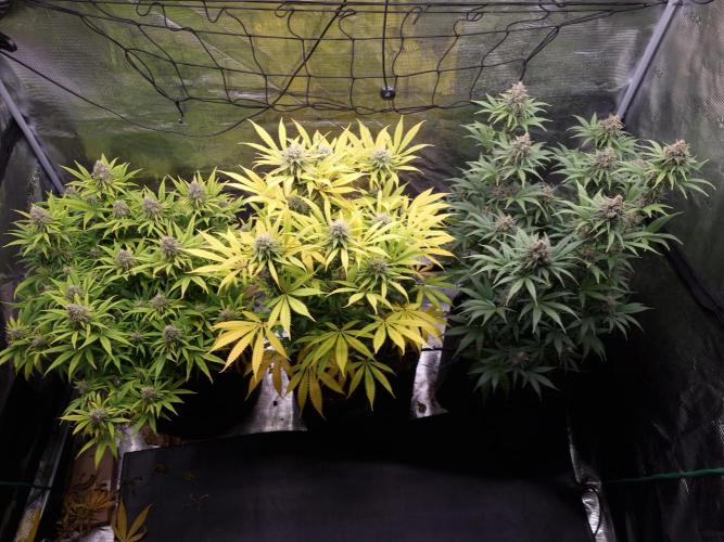 Living soil MultiGrow 3. Runde. Week 16 - Tag113 Grp.