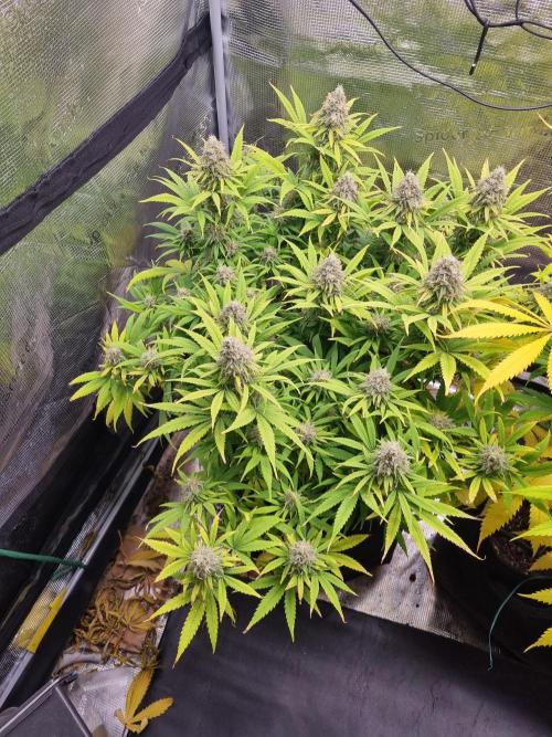 Living soil MultiGrow 3. Runde. Week 16 - Tag114 GM