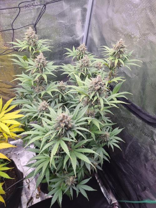 Living soil MultiGrow 3. Runde. Week 16 - Tag114 SS