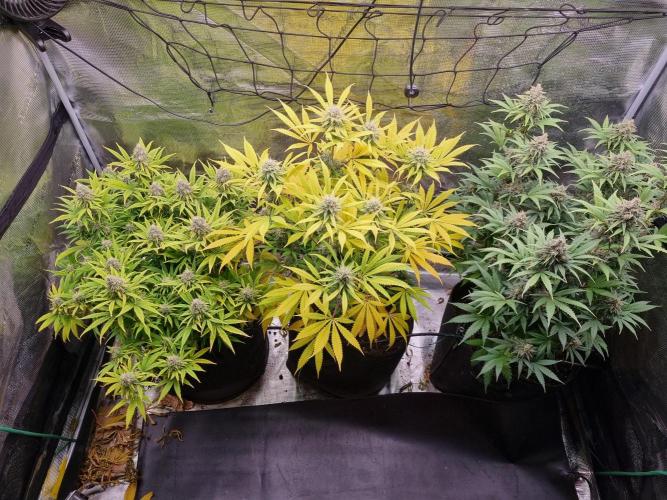 Living soil MultiGrow 3. Runde. Week 16 - Tag114 Grp.