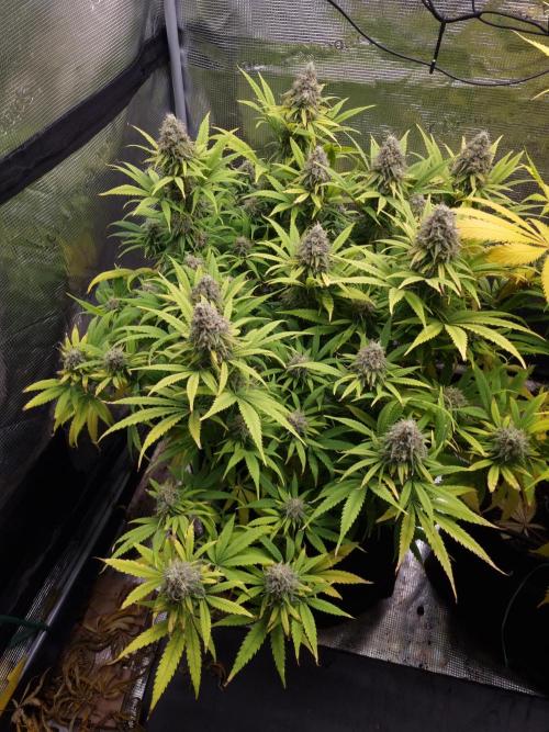 Living soil MultiGrow 3. Runde. Week 16 - Tag115 GM