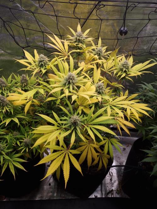 Living soil MultiGrow 3. Runde. Week 16 - Tag115