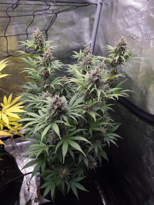 Living soil MultiGrow 3. Runde. Week 16 - Tag115 SS