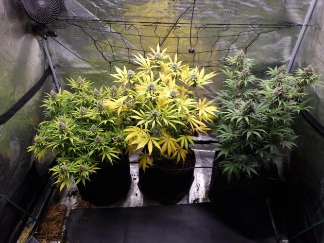 Living soil MultiGrow 3. Runde. Week 16 - Tag115 Grp.