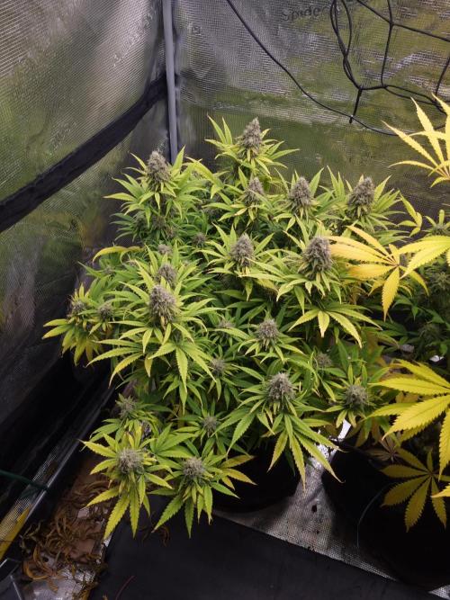 Living soil MultiGrow 3. Runde. Week 16 - Tag116 GM