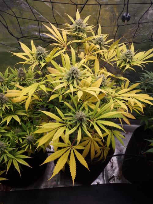 Living soil MultiGrow 3. Runde. Week 16 - Tag116 AMG