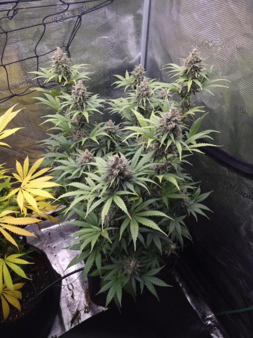 Living soil MultiGrow 3. Runde. Week 16 - Tag116 SS