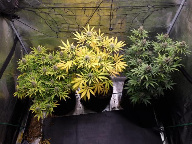 Living soil MultiGrow 3. Runde. Week 16 - Tag116 Grp.