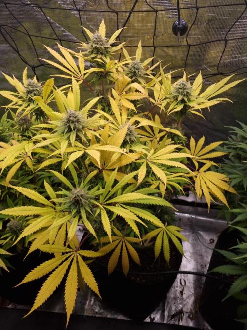 Living soil MultiGrow 3. Runde. Week 16 - Tag117 AMG