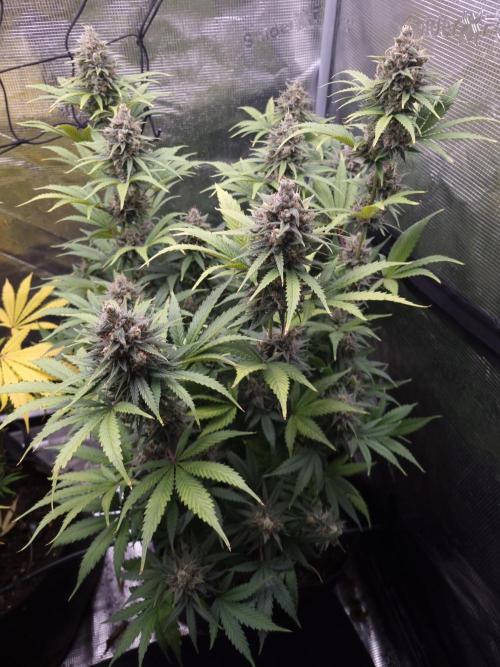 Living soil MultiGrow 3. Runde. Week 16 - Tag117 SS