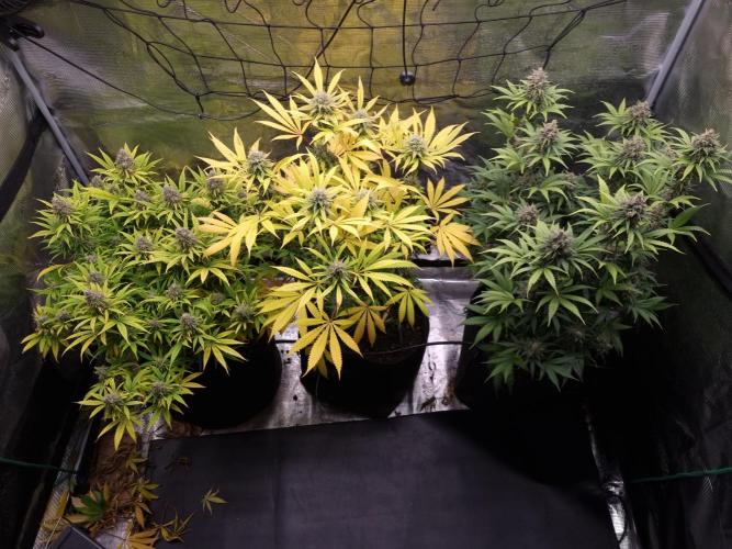 Living soil MultiGrow 3. Runde. Week 16 - Tag117 Grp.