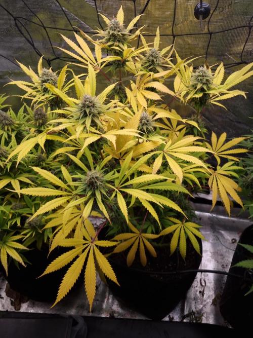 Living soil MultiGrow 3. Runde. Week 16 - Tag118 AMG